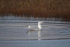 a paradise for birds, the dunes with shallow lakes, birds lay their eggs and find food, vlieland, the netherlands photo