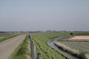 tulips blooming, springtime, the netherlands, flowerfields photo