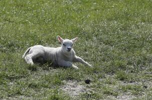 sheep and lambs in the meadow in the Netherlands photo