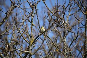 migrant birds in a tree, fauna in the Zwanenwater nature reserve in North Holland, the Netherlands. Lots of different birds to see. photo