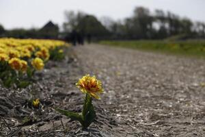 flowering Zijpe event, where you can take a walk through the tulips and other flower bulb fields photo