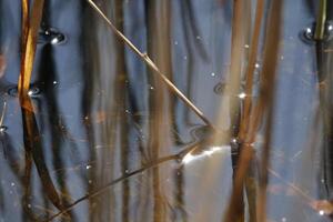 wetlands, shallow lakes in the dunes, vlieland, the netherlands photo