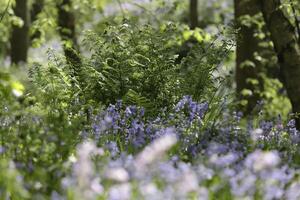 spring in the forest, blue bells, ferns, tree trunks, the netherlands photo