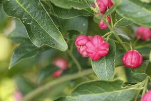 wild flowers blooming photo