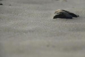 sand at the beach, vlieland, the netherlands photo