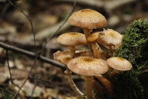 toadstool, autumn, forest, europe photo