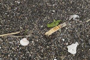 beach after storm, danger to marine life, plastic waste, plastic junk, plastic, marine life in danger, polluting people photo