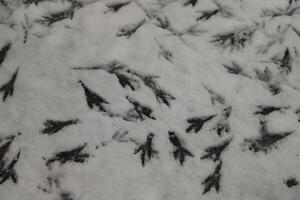 footprints in the snow, birds photo