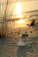 shell at the beach, tropical sunset, koh phangan island, thailand photo