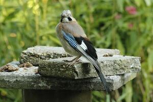 vistoso arrendajo pájaro foto