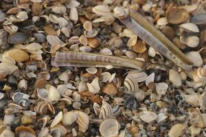 Shells in the sand at the shore in the Netherlands photo