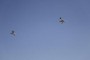 seagulls at the beach and in the sky photo