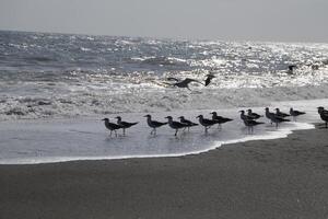 seagulls at the beach and in the sky photo