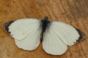 pequeño repollo blanco, mariposa foto