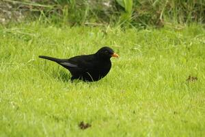 blackbird in the garden photo