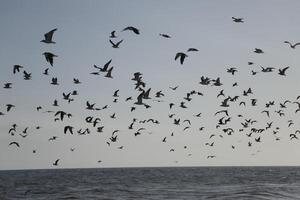 seagulls at the beach and in the sky photo