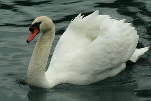 mute swan in a lake photo