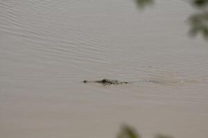 crocodile in the water searching for a prey photo