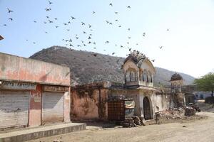 Many birds flying above a temple, jaipur, india photo
