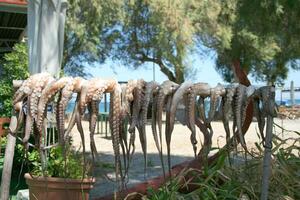 squid dries in the sun photo