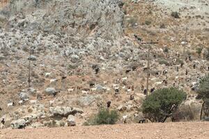 goats graze on the field, crete, greece photo