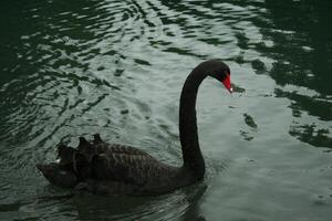 black swan swims in a lake photo