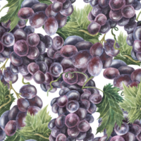 Purple blue grapes, watercolor, seamless pattern. Hand drawn. For kitchen textile, fabric, packaging, wallpaper. Food illustration png