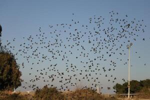 flock of birds photo