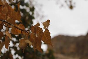 autumn colors of leaves photo
