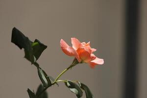 pink rose in the garden photo