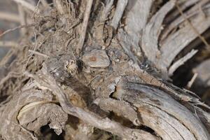 raíces de un árbol con caprichoso formas foto