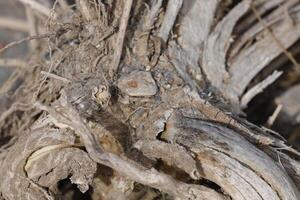 roots of a tree with whimsical shapes photo