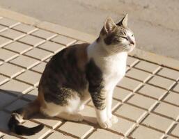 red, black and white tiger cat photo