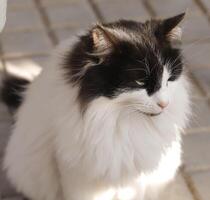 portrait of a black and white cat, photo