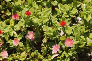 soda plant is a succulent plant photo