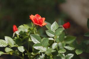 red roses in the garden photo