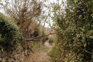 walk in nature, autumn colors photo