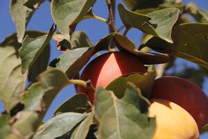 kaki or sharon fruit hanging on a tree photo