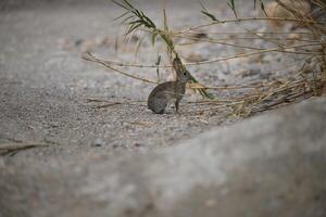 Conejo o liebre sentado en naturaleza foto