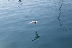 Gaviota en el puerto foto