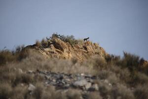 iberian ibex on top of mountains photo