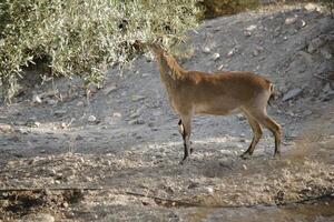 iberian ibex eating in an olive orchard photo