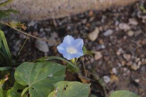 blue Solanales flower photo