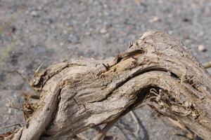 raíces de un árbol con caprichoso formas foto