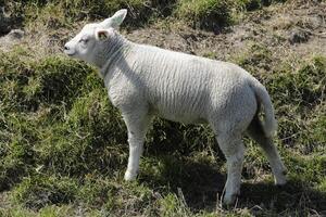 sheep and lambs in the meadow in the Netherlands photo