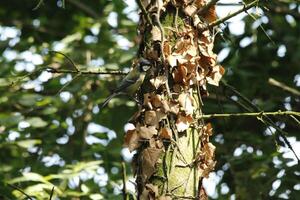 tree with dead hedera, autumn photo