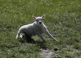 sheep and lambs in the meadow in the Netherlands photo