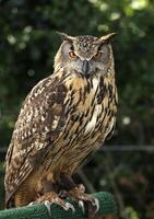 owl, night bird, bird of prey photo