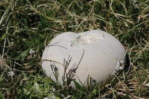 potato bovist, toadstool photo