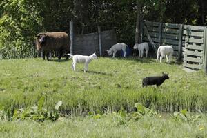 sheep and lambs in the meadow in the Netherlands photo